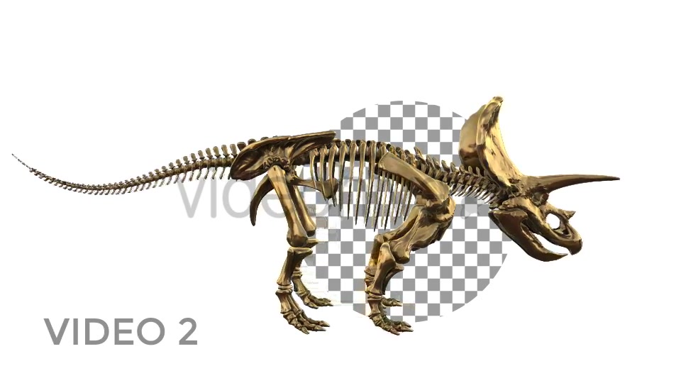 Triceratops Skeleton Videohive 18871493 Motion Graphics Image 3