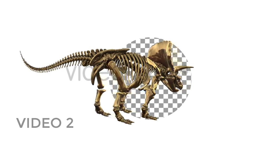 Triceratops Skeleton Videohive 18871493 Motion Graphics Image 4
