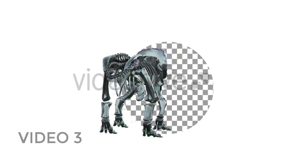 Triceratops Skeleton Videohive 18871493 Motion Graphics Image 5