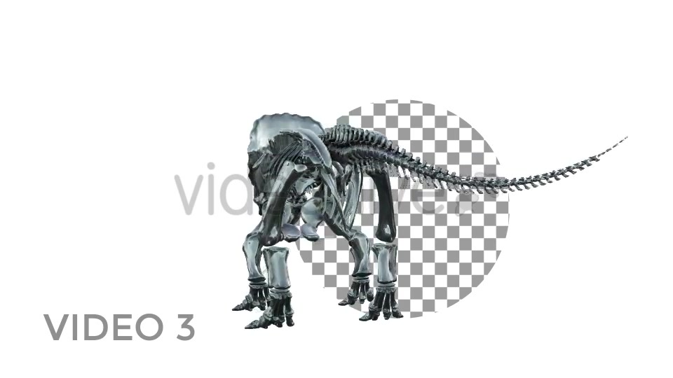 Triceratops Skeleton Videohive 18871493 Motion Graphics Image 6