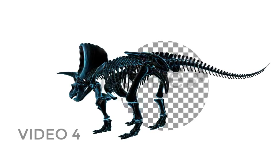 Triceratops Skeleton Videohive 18871493 Motion Graphics Image 7