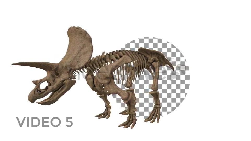 Triceratops Skeleton Videohive 18871493 Motion Graphics Image 9