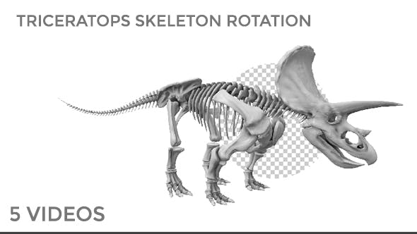 Triceratops Skeleton - Download 18871493 Videohive