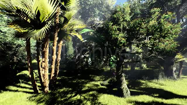 Tropical Forest Zoom Out Videohive 20759293 Motion Graphics Image 1