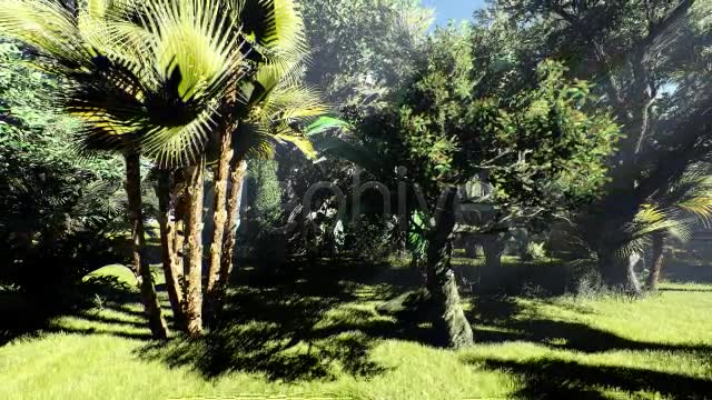 Tropical Forest Zoom Out Videohive 20759293 Motion Graphics Image 2