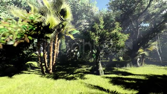 Tropical Forest Zoom Out Videohive 20759293 Motion Graphics Image 3