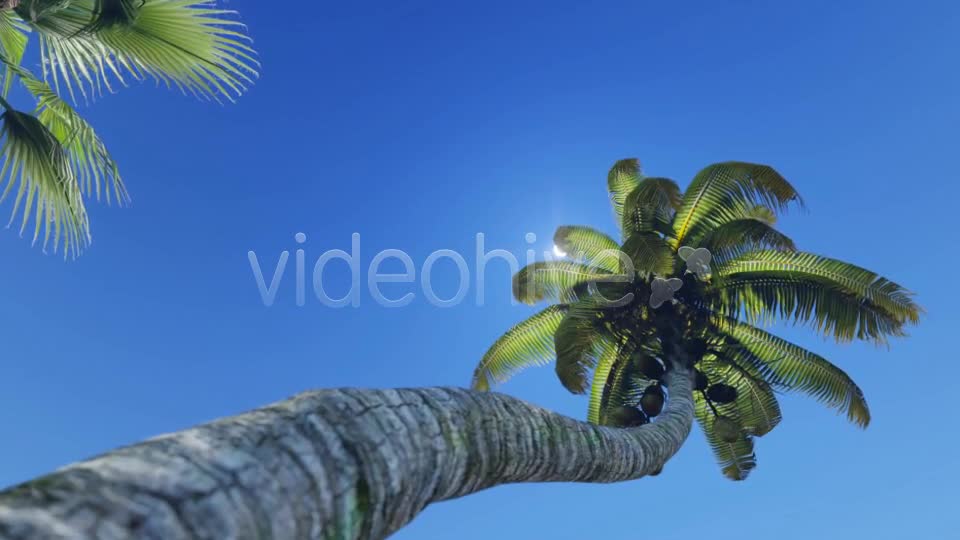 Tropical Heaven V5 Videohive 7908995 Motion Graphics Image 1
