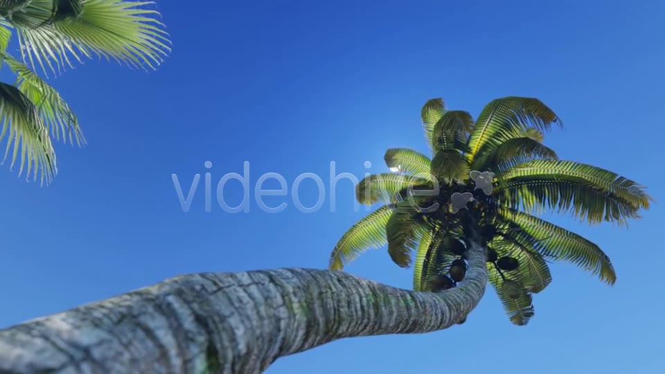 Tropical Heaven V5 Videohive 7908995 Motion Graphics Image 2