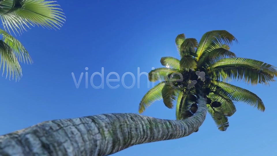Tropical Heaven V5 Videohive 7908995 Motion Graphics Image 3