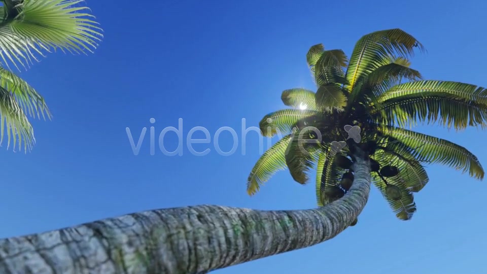 Tropical Heaven V5 Videohive 7908995 Motion Graphics Image 4