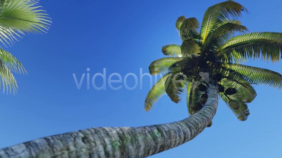 Tropical Heaven V5 Videohive 7908995 Motion Graphics Image 5