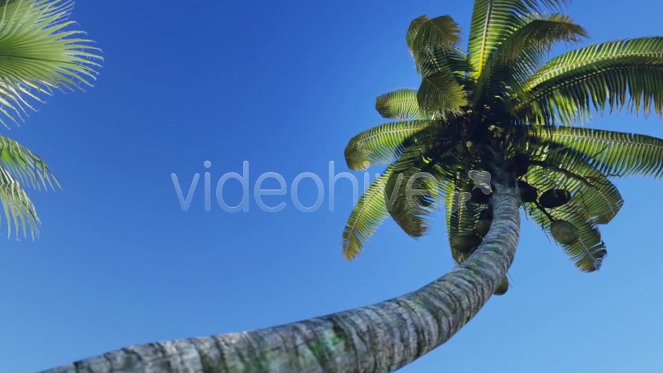 Tropical Heaven V5 Videohive 7908995 Motion Graphics Image 6