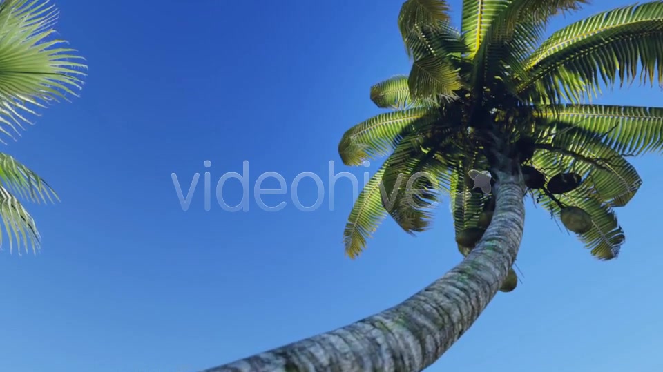 Tropical Heaven V5 Videohive 7908995 Motion Graphics Image 7