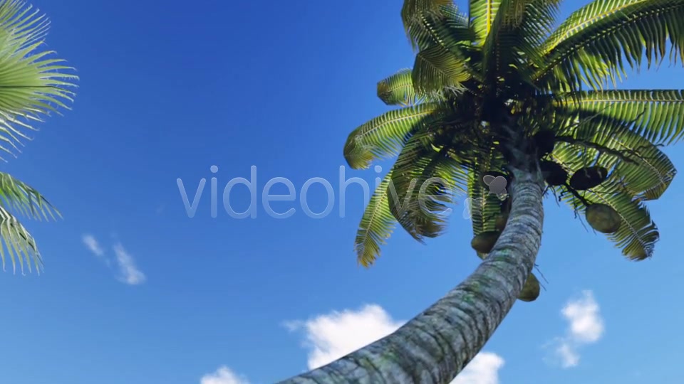 Tropical Heaven V5 Videohive 7908995 Motion Graphics Image 8