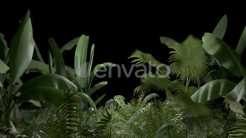 Tropical Plant Videohive 23545415 Motion Graphics Image 1