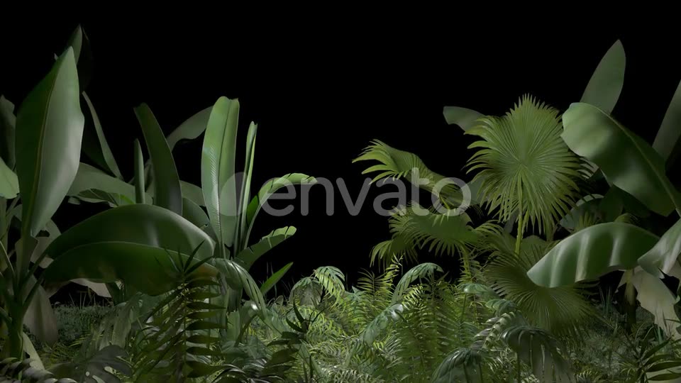 Tropical Plant Videohive 23545415 Motion Graphics Image 2