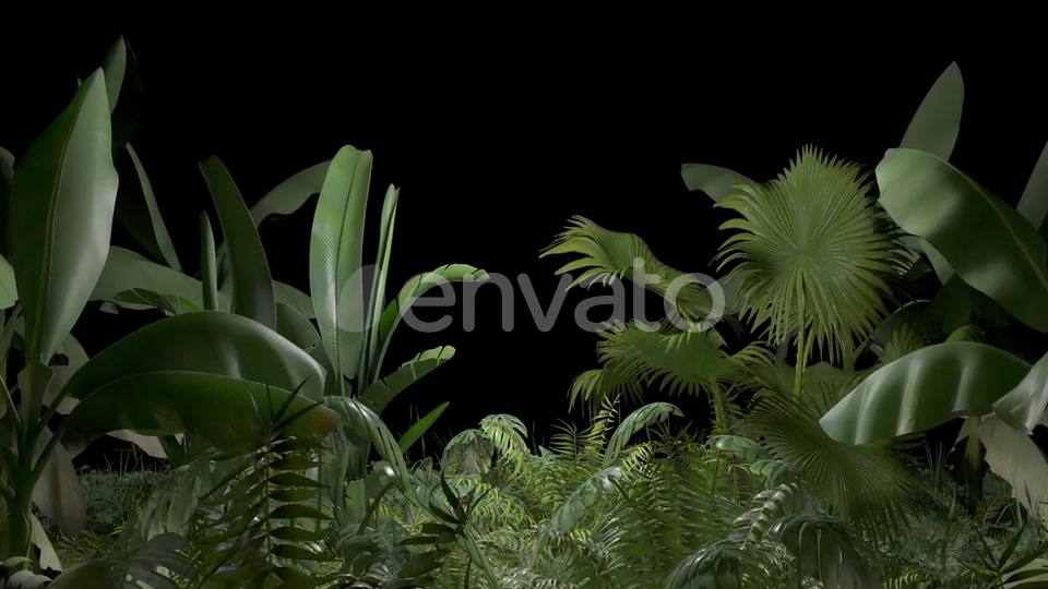 Tropical Plant Videohive 23545415 Motion Graphics Image 3