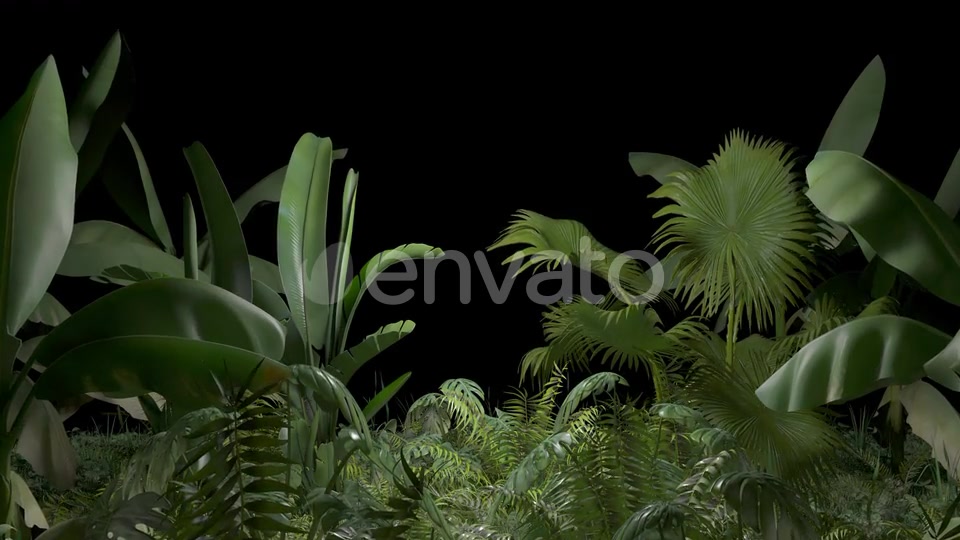 Tropical Plant Videohive 23545415 Motion Graphics Image 4