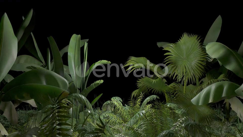 Tropical Plant Videohive 23545415 Motion Graphics Image 5