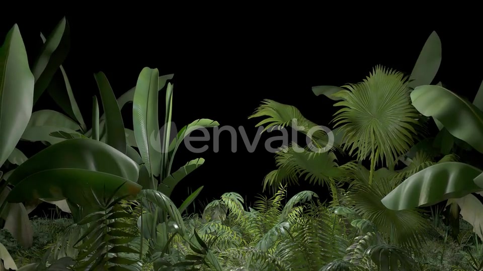 Tropical Plant Videohive 23545415 Motion Graphics Image 6