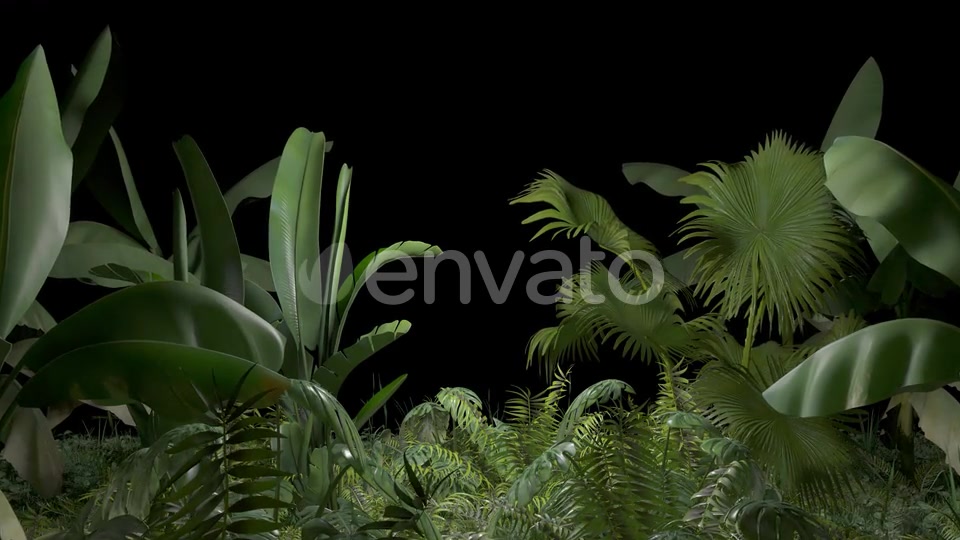 Tropical Plant Videohive 23545415 Motion Graphics Image 7