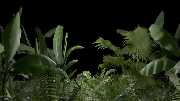 Tropical Plant - 23545415 Download Videohive