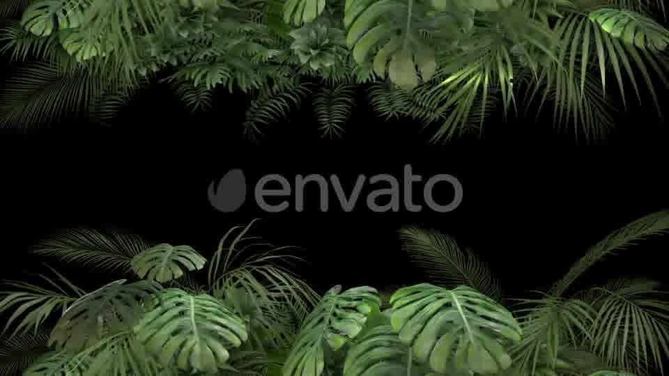 Tropical Plant on an Alpha Channel Videohive 23719781 Motion Graphics Image 11