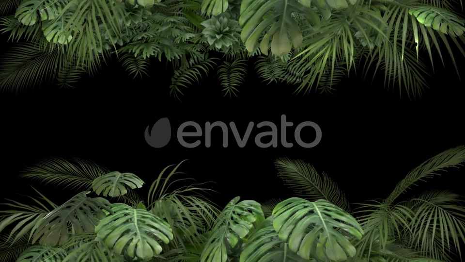 Tropical Plant on an Alpha Channel Videohive 23719781 Motion Graphics Image 5
