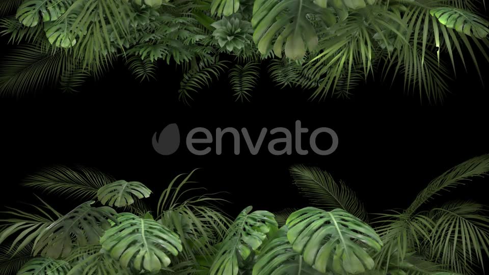 Tropical Plant on an Alpha Channel Videohive 23719781 Motion Graphics Image 6