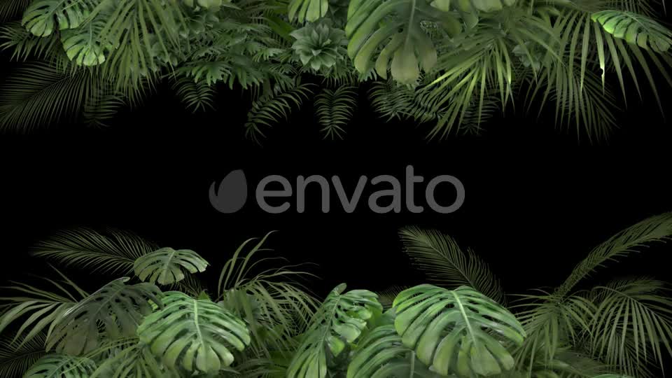 Tropical Plant on an Alpha Channel Videohive 23719781 Motion Graphics Image 7