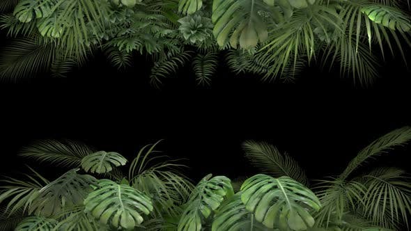 Tropical Plant on an Alpha Channel - 23719781 Videohive Download