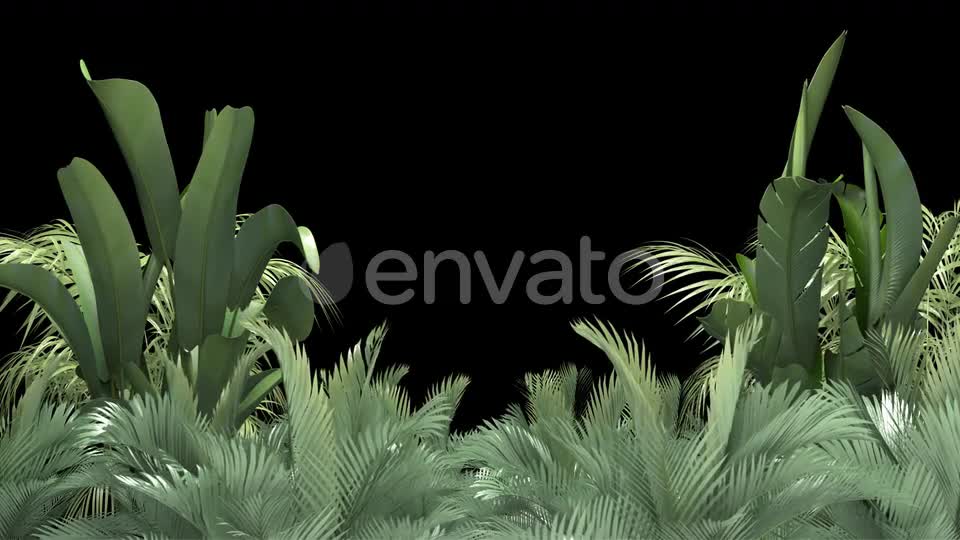 Tropical Plant on an Alpha Channel Videohive 23553709 Motion Graphics Image 1