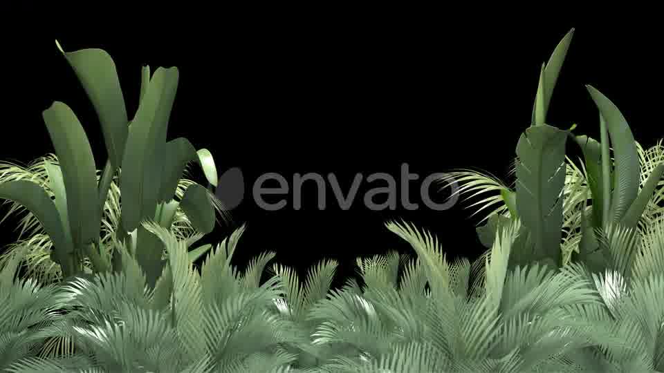 Tropical Plant on an Alpha Channel Videohive 23553709 Motion Graphics Image 10