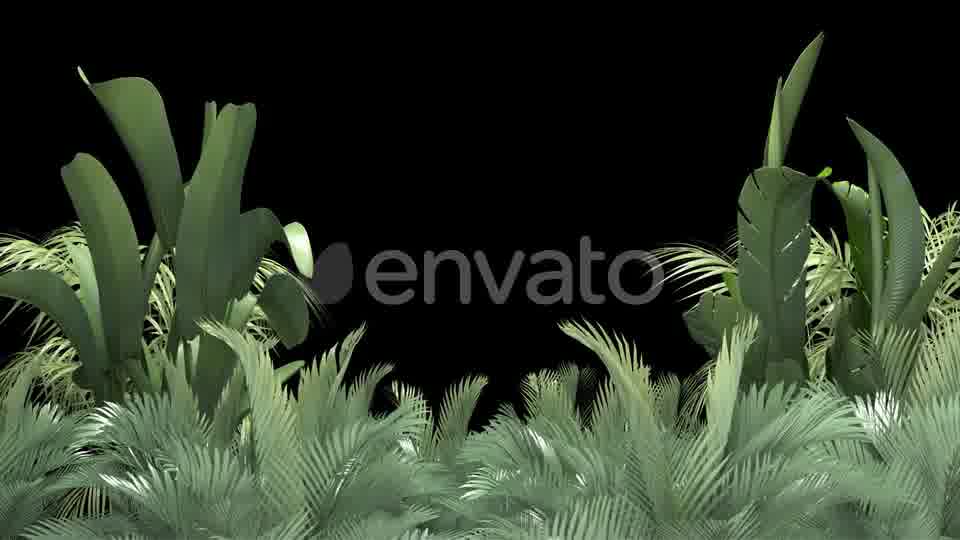 Tropical Plant on an Alpha Channel Videohive 23553709 Motion Graphics Image 11
