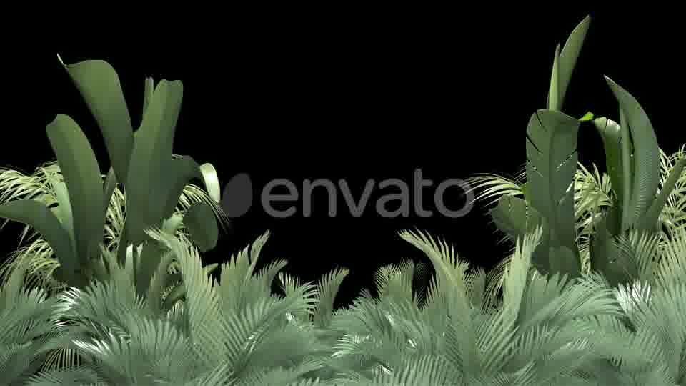 Tropical Plant on an Alpha Channel Videohive 23553709 Motion Graphics Image 12