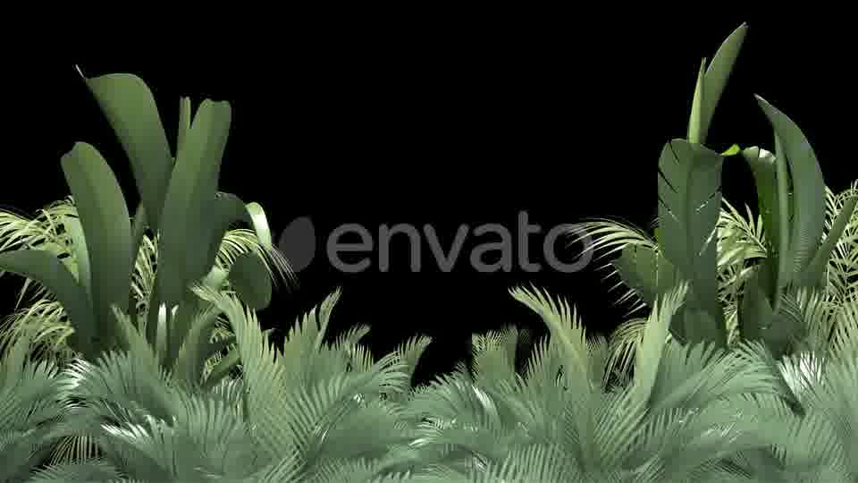 Tropical Plant on an Alpha Channel Videohive 23553709 Motion Graphics Image 13