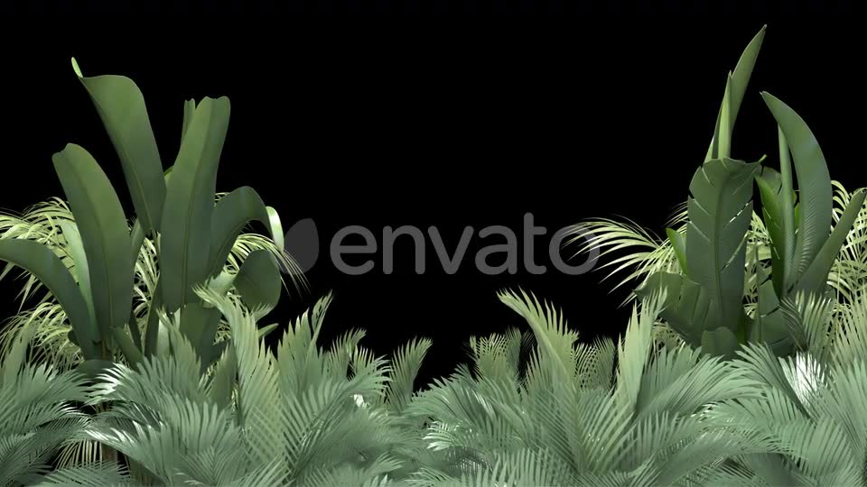Tropical Plant on an Alpha Channel Videohive 23553709 Motion Graphics Image 2