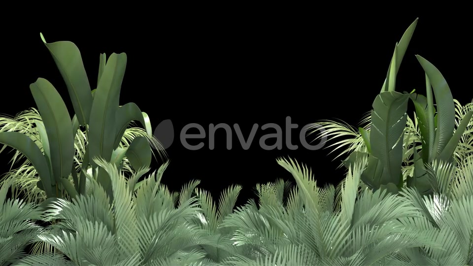 Tropical Plant on an Alpha Channel Videohive 23553709 Motion Graphics Image 3