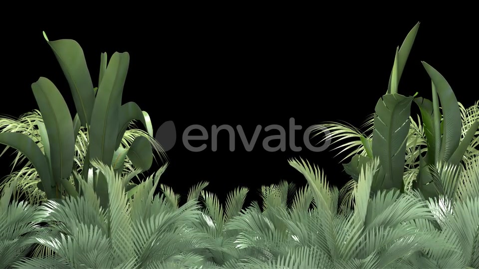 Tropical Plant on an Alpha Channel Videohive 23553709 Motion Graphics Image 4