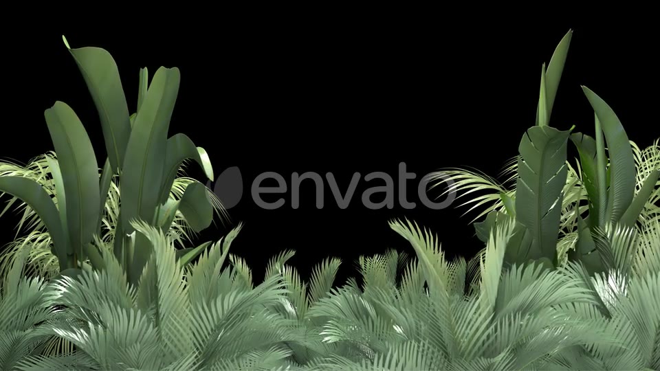 Tropical Plant on an Alpha Channel Videohive 23553709 Motion Graphics Image 5