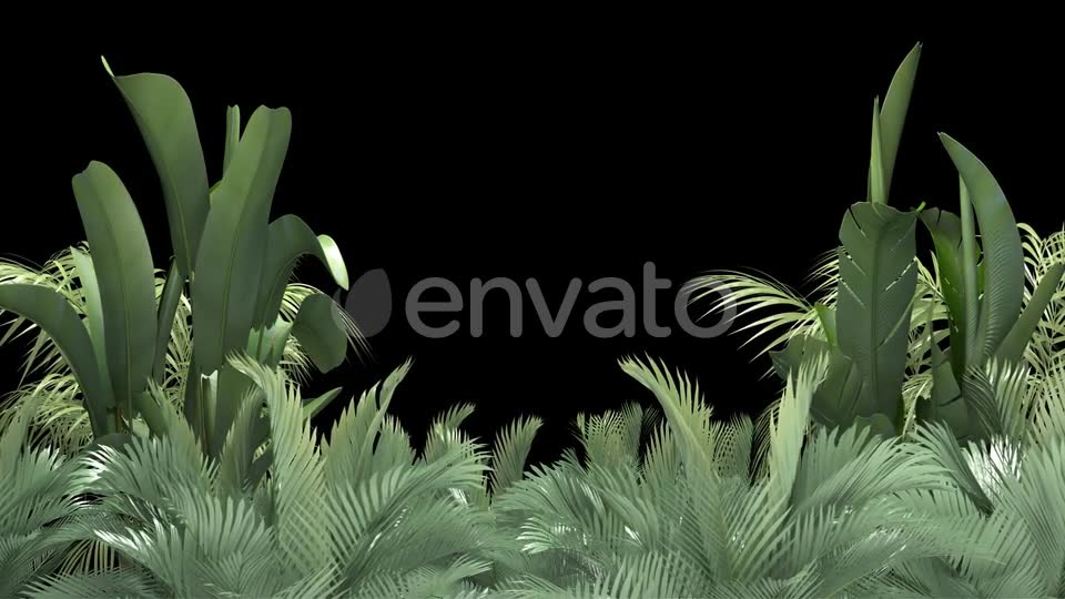 Tropical Plant on an Alpha Channel Videohive 23553709 Motion Graphics Image 6