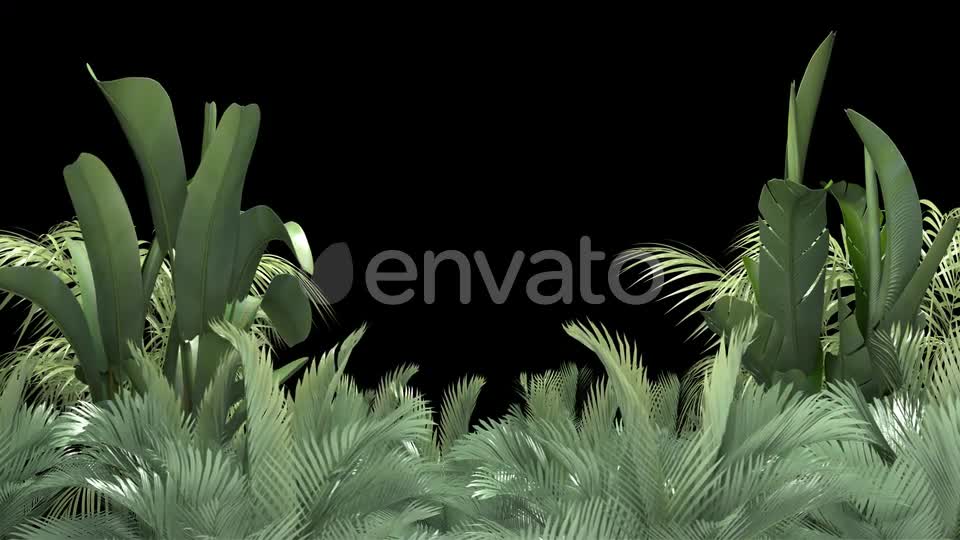 Tropical Plant on an Alpha Channel Videohive 23553709 Motion Graphics Image 7