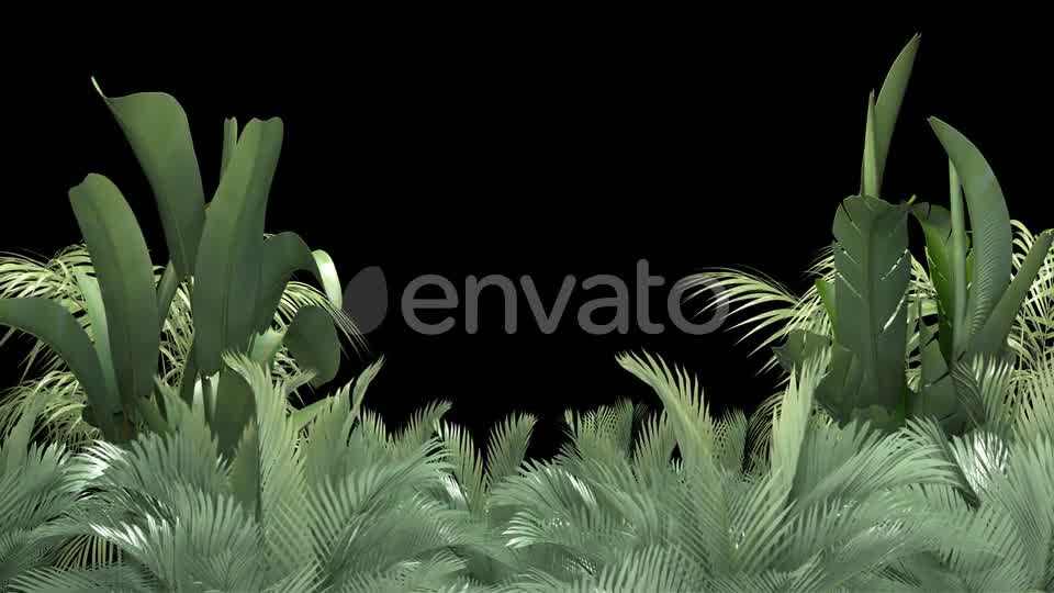 Tropical Plant on an Alpha Channel Videohive 23553709 Motion Graphics Image 8
