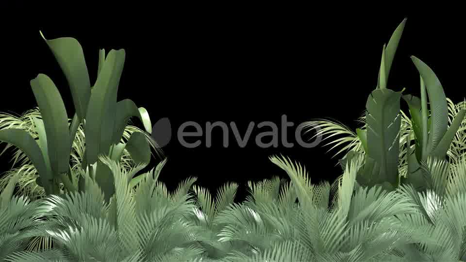 Tropical Plant on an Alpha Channel Videohive 23553709 Motion Graphics Image 9