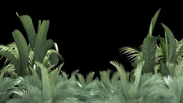 Tropical Plant on an Alpha Channel - Download 23553709 Videohive
