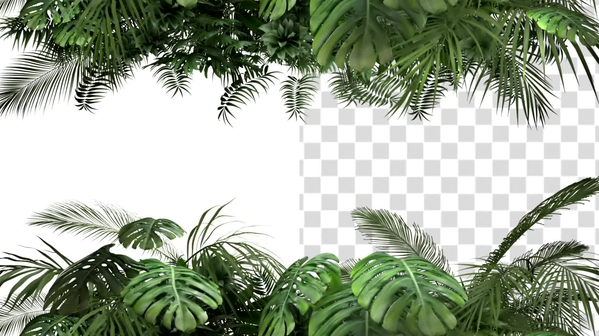 Tropical Plant on an White Background Videohive 23719777 Motion Graphics Image 1