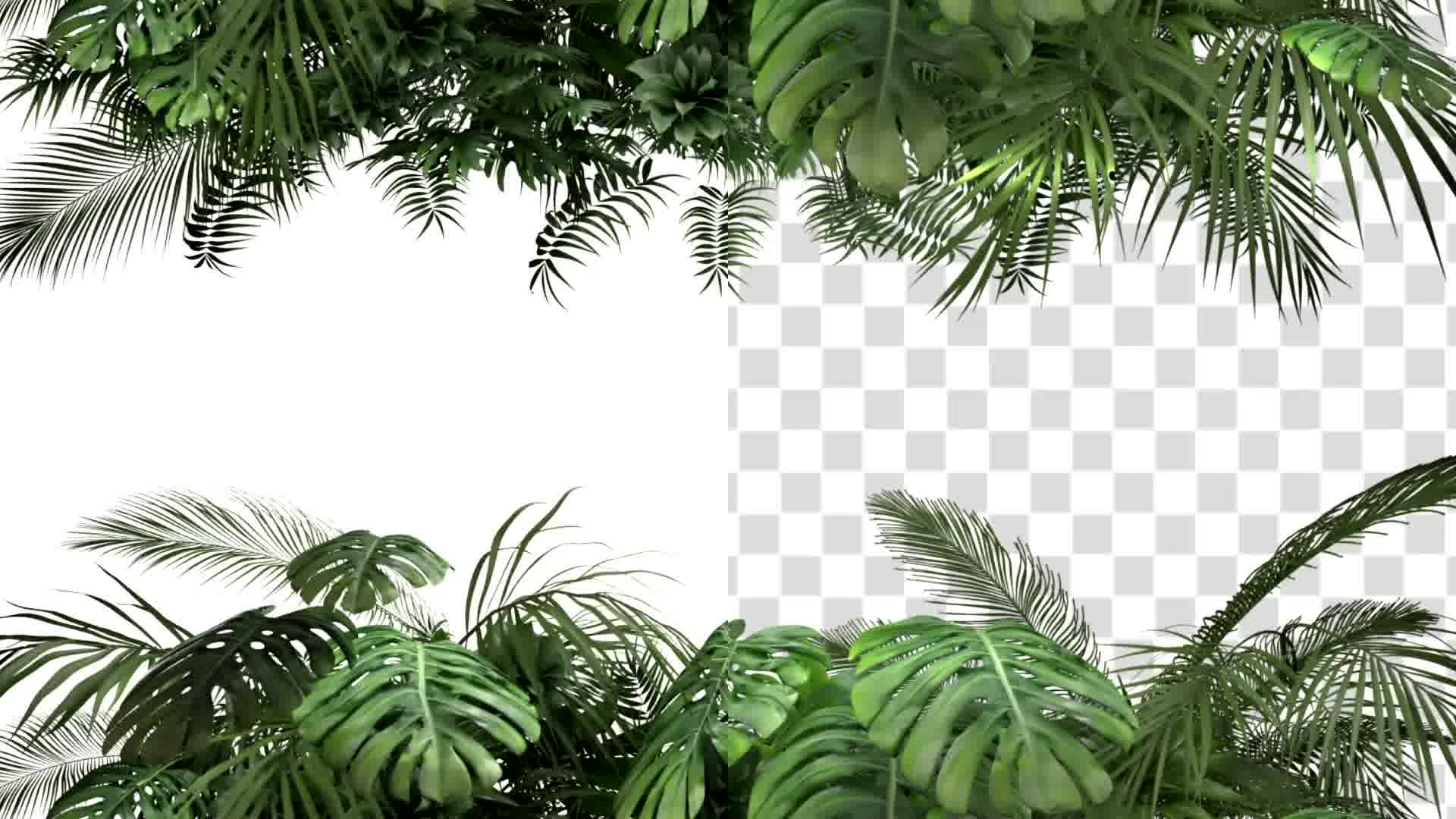 Tropical Plant on an White Background Videohive 23719777 Motion Graphics Image 10