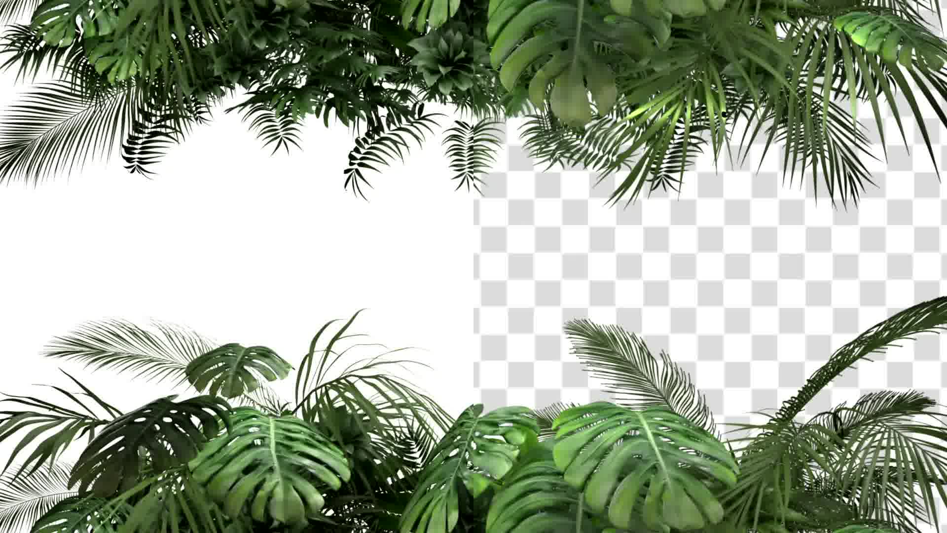 Tropical Plant on an White Background Videohive 23719777 Motion Graphics Image 11