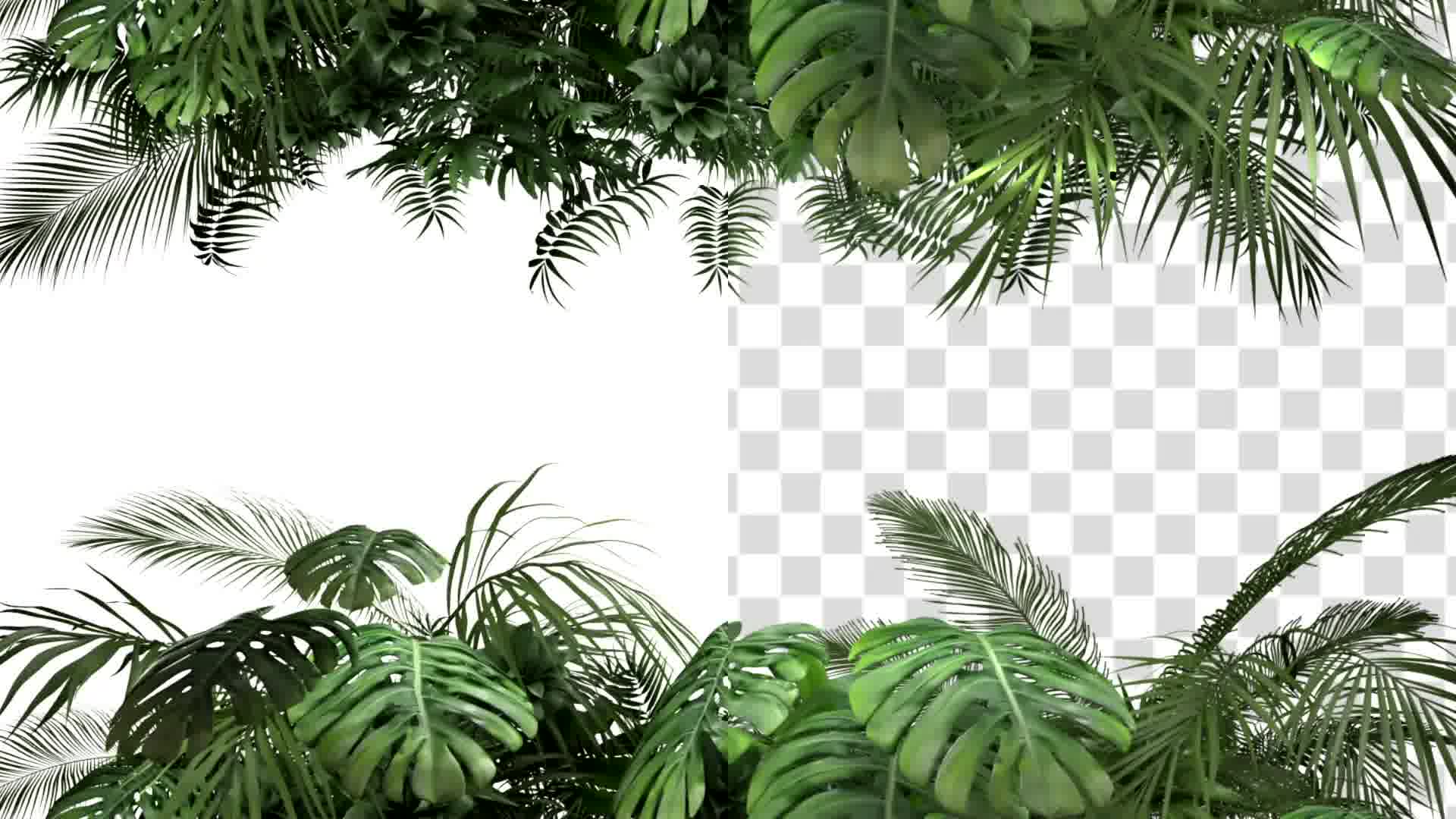 Tropical Plant on an White Background Videohive 23719777 Motion Graphics Image 12