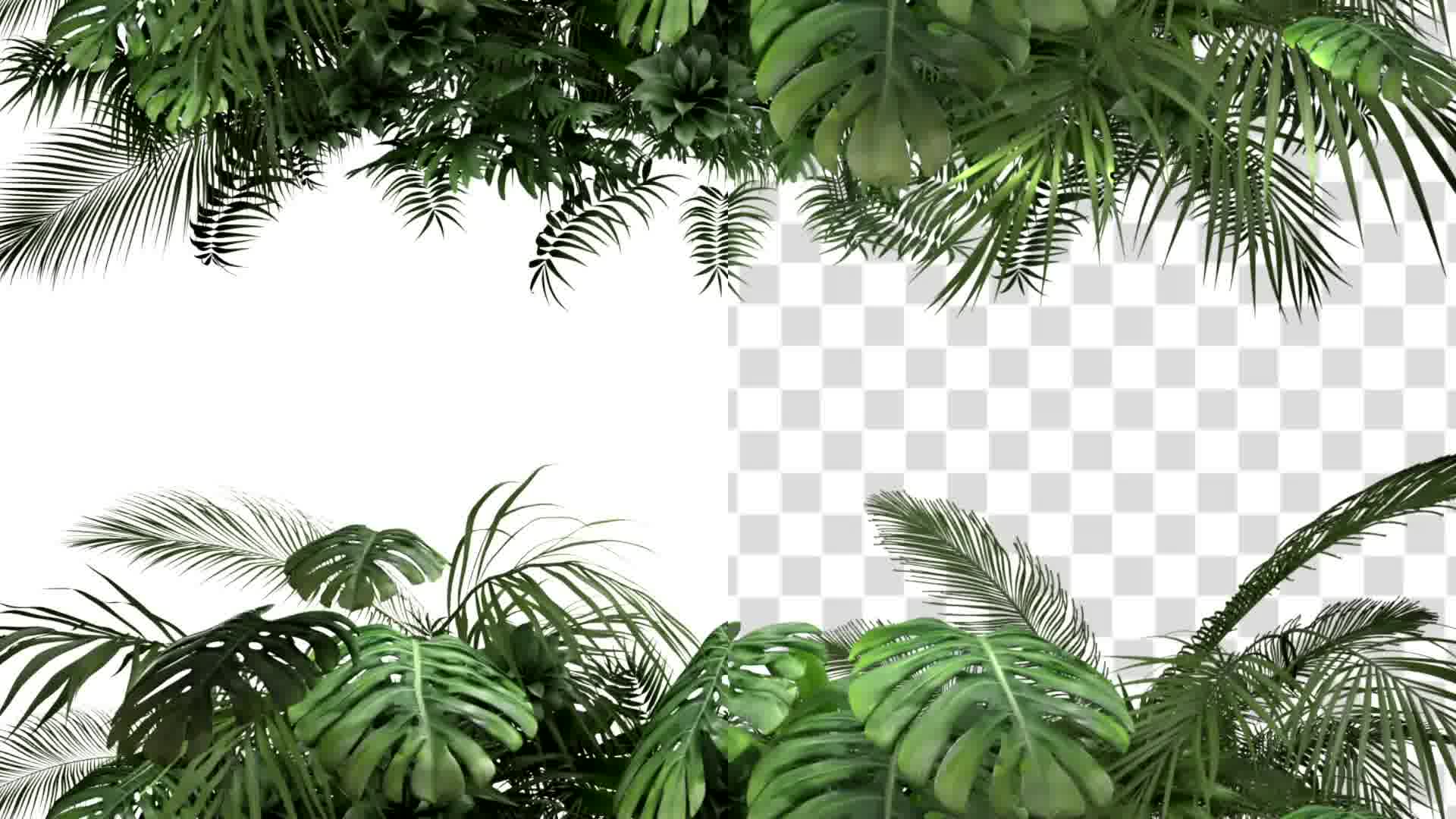Tropical Plant on an White Background Videohive 23719777 Motion Graphics Image 13